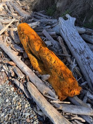 a group of logs (MyCoast AI)