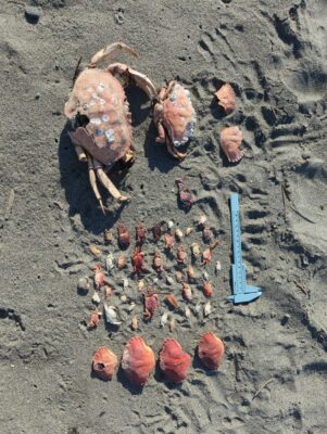 a group of people in the sand (MyCoast AI)
