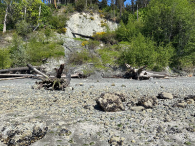 a rocky area with trees and plants (MyCoast AI)
