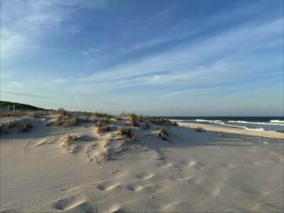 a sandy beach with plants and water (MyCoast AI)