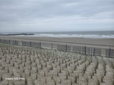 a beach with sand and plants (MyCoast AI)