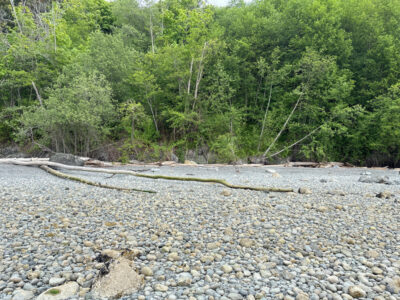 a river bed with rocks and trees (MyCoast AI)