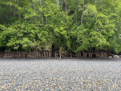 a bird standing on a rocky shore (MyCoast AI)