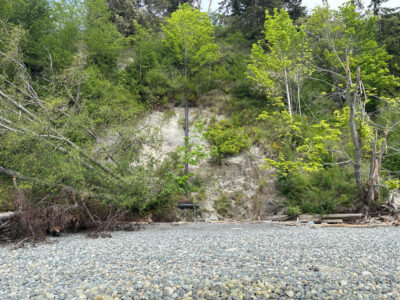 a rocky area with trees and bushes (MyCoast AI)