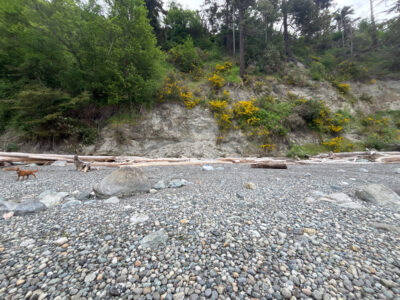 a rocky area with trees and plants (MyCoast AI)