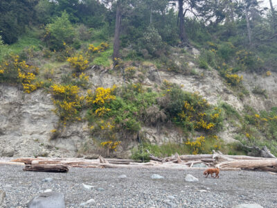 a dog walking on a rocky path (MyCoast AI)