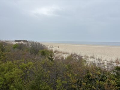 a landscape with trees and bushes (MyCoast AI)